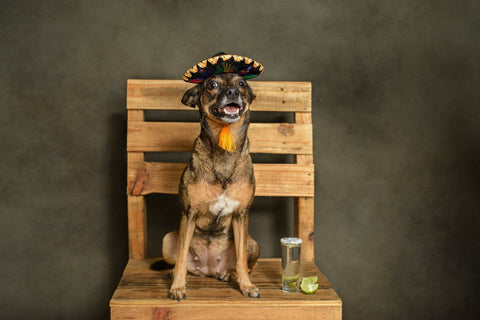 5 Must-Have Pet Care Products for a Happy and Healthy Pet - Shop Around The Palm