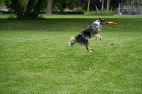 How Can I Engage My Dog in Mentally Stimulating Exercise? - Shop Around The Palm