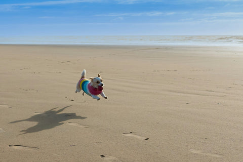 How to Keep Track of Your Dog Without Worry - Shop Around The Palm