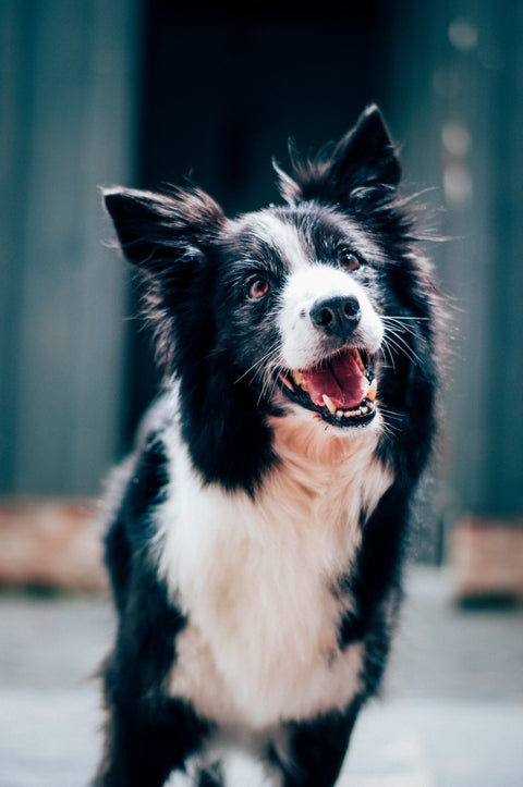 How to Keep Your Dog Engaged and Exercised - Shop Around The Palm