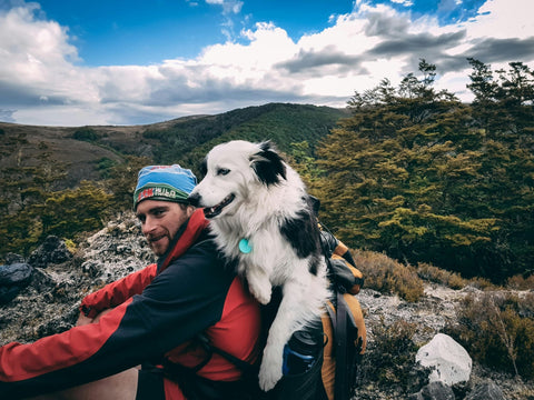 How to Safely Take Your Dog on Motorcycle Rides - Shop Around The Palm