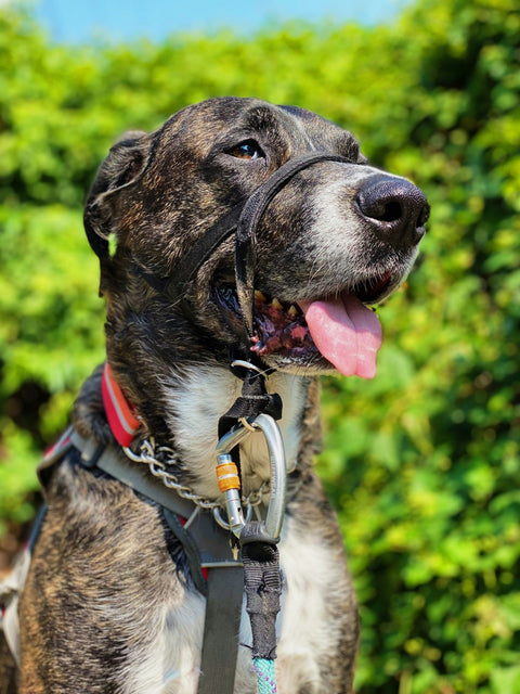 Struggling with a Dog That Pulls? The PetSafe Gentle Leader Might Be Your Solution - Shop Around The Palm