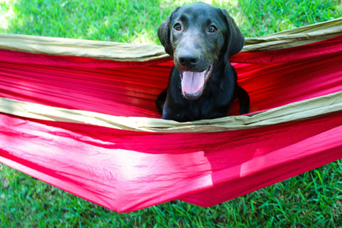Why Choose an Elevated Dog Bed for Your Dog’s Health? Try This Chew-Proof Cooling Bed! - Shop Around The Palm