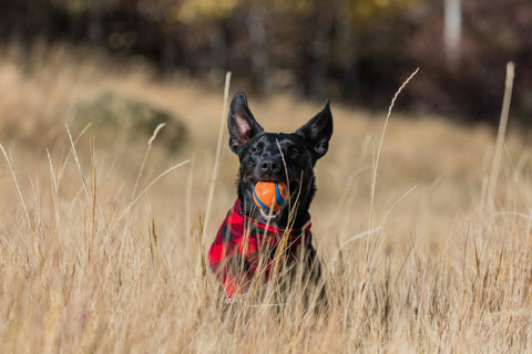 Why Choose Lightweight Indoor Dog Toys for Safe Play? - Shop Around The Palm