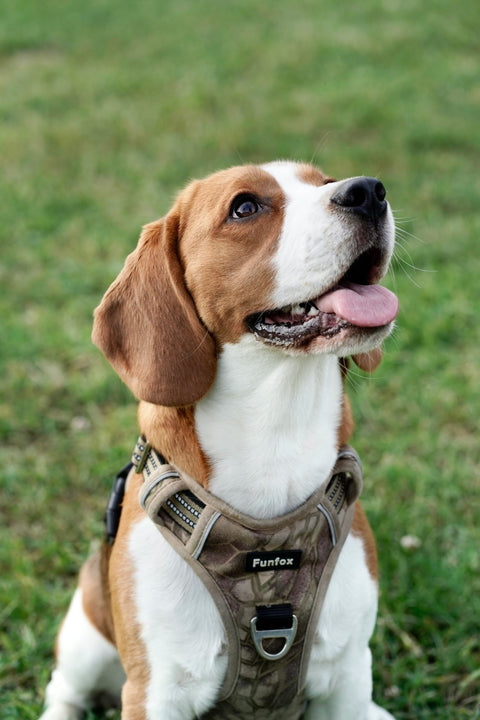 Why Should You Consider Using a Tactical Dog Harness? - Shop Around The Palm