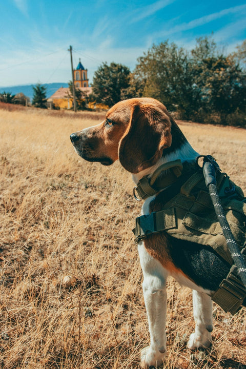 Why You Should Invest in Top-Quality Gear for Your Dog - Shop Around The Palm